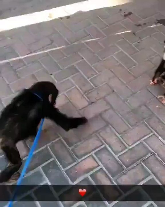 Bebek Maymunları Kavuşması Duygulandırdı