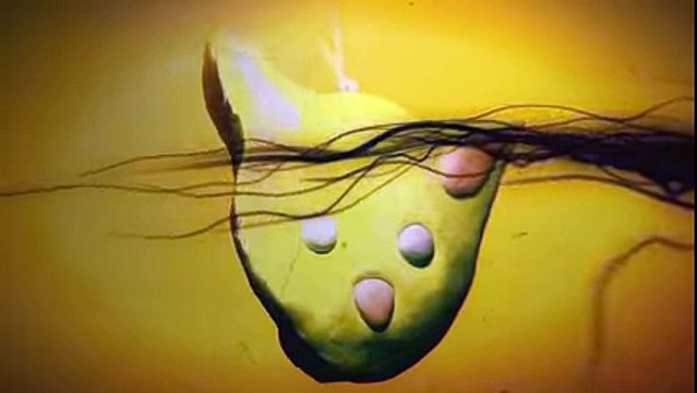 Sturgill Simpson - -In Bloom