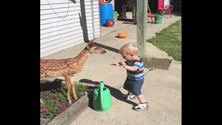 Kid Has Playdate With Baby Deer