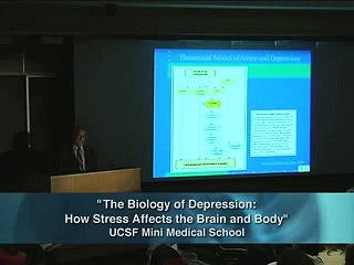 The Biology of Depression The Affects of Stress 60