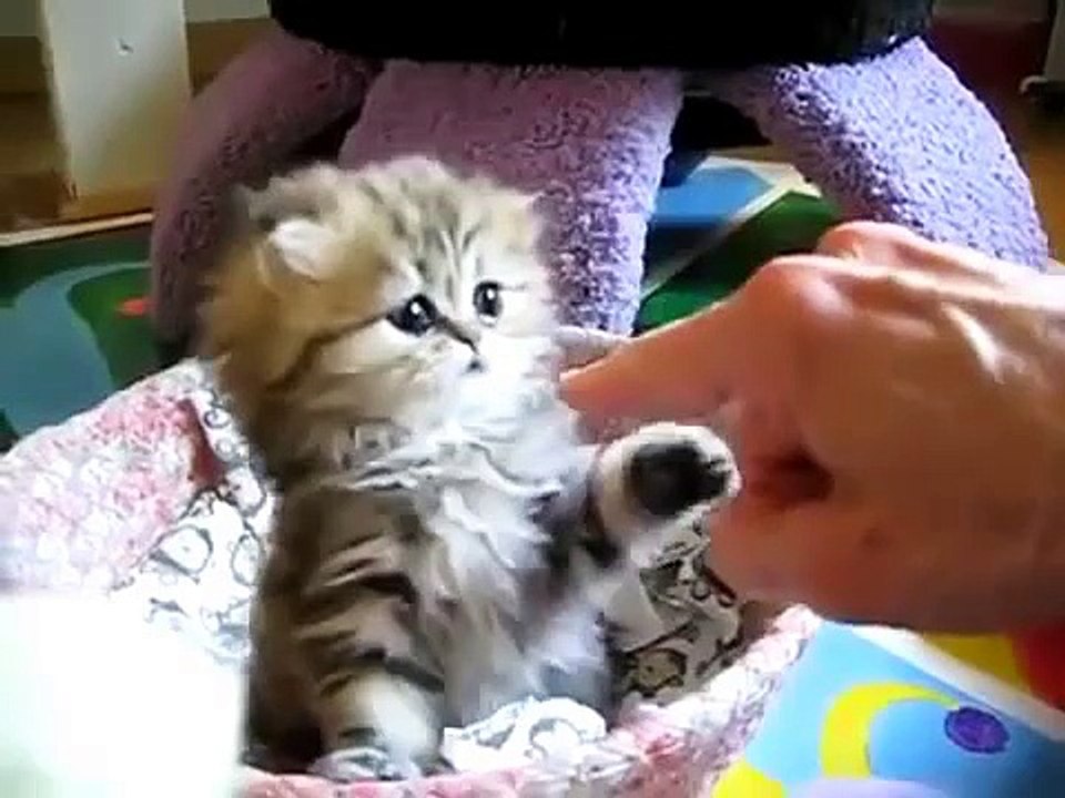 El Gatito Màs lindo que Jamàs Hayas Visto