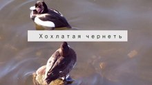 хохлатая чернеть- пара