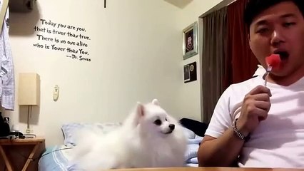 Sahibinin karpuzunda gözü kalan sevimli köpek