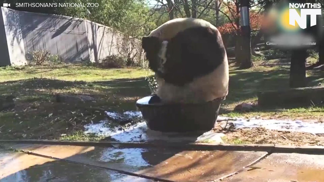 Giant Panda Tian Tian Takes A Bubble Bath