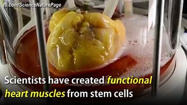 Les scientifiques ont créé des muscles cardiaques fonctionnels à partir des cellules souches