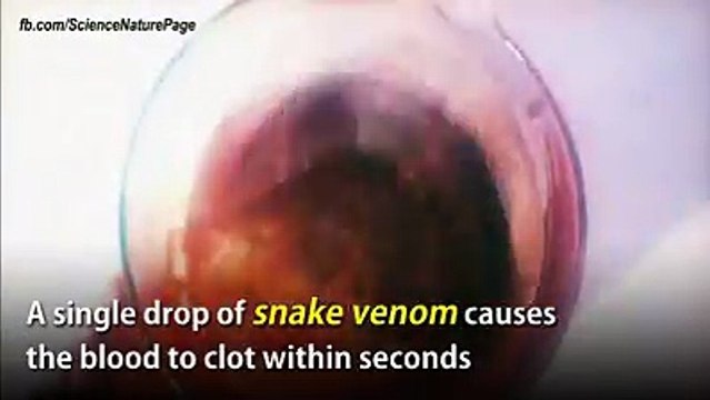 Découvrez ce qui se passe quand vous mélangez le sang avec le venin de serpent