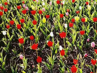 Huzur Veren Fon Müzik