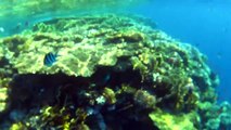 Snorkeling at Sharm El Sheikh in the Red Sea, Egypt
