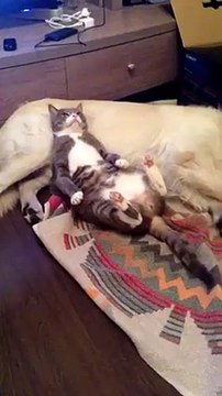 Борзый кот спал на собаке, пока та не заметила..))