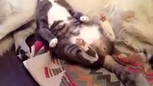 Борзый кот спал на собаке, пока та не заметила..))