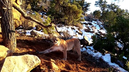 Il Puma è Finito In Una Trappola: Il Suo Salvataggio Vi Terrà Col Fiato Sospeso