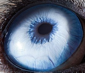 The most incredibly Beautiful Eyes in Our Planet