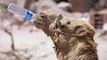 Camel Drinks  Comedy Videos