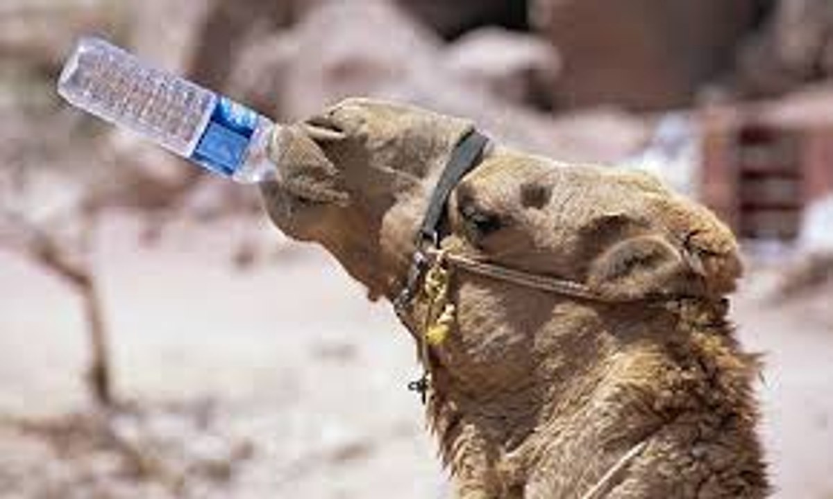 Camel Drinks  Comedy Videos
