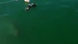 Shark Gets Inside Man Cage - Miscellaneous Videos