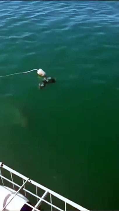 Shark Gets Inside Man Cage - Miscellaneous Videos