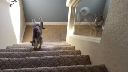 This Husky Learned An Important Lesson While Walking Down The Stairs