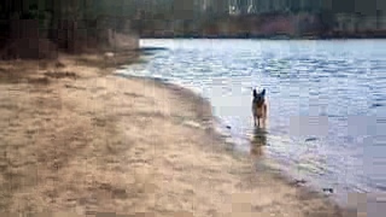 German shepherds having fun