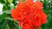 Gul nar / Flower of pomegranate (Pomegranate flower)