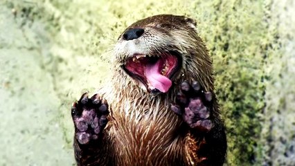 ПРИКОЛЫ 2016 СМЕШНЫЕ ПРИКОЛЫ про Животных Funny videos 2016