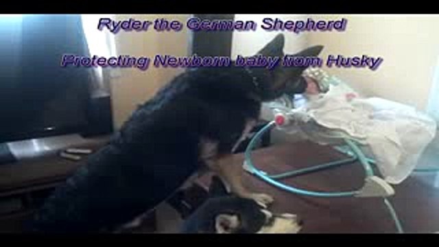German Shepherd Protecting Newborn Baby!