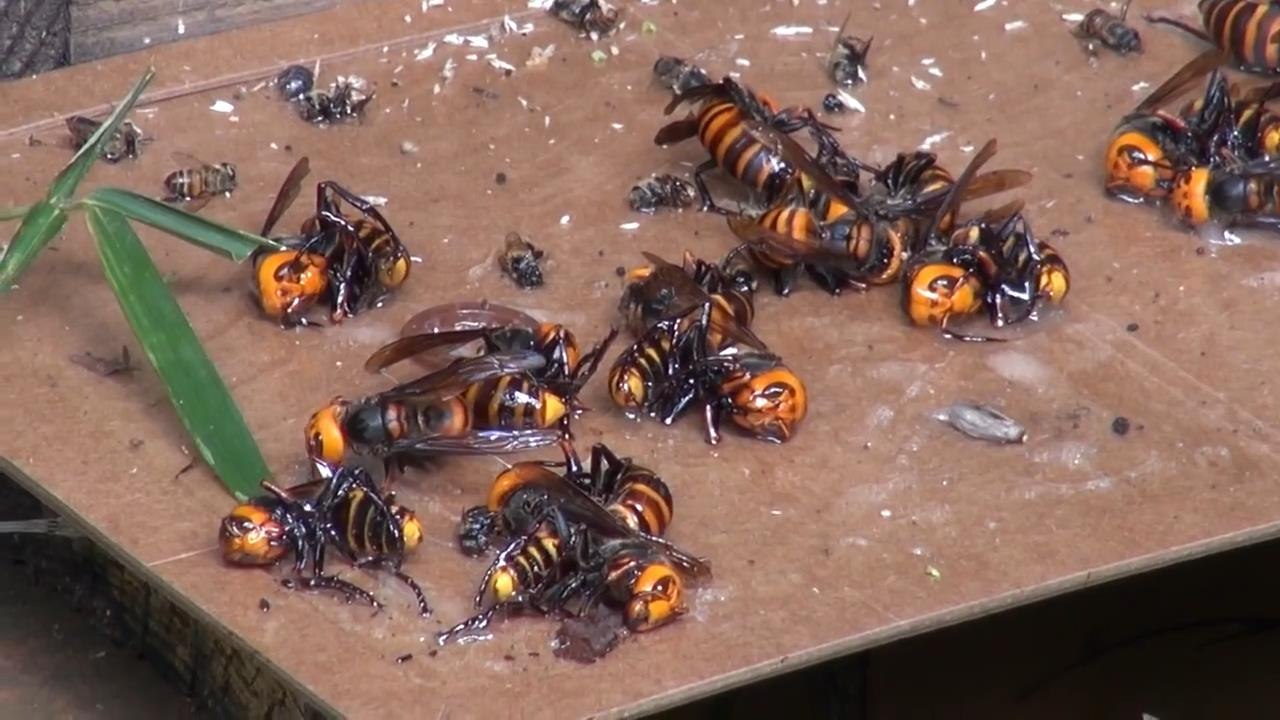 This Video Of Giant Wasps Destroying A Honey Bee Colony Is Heartbreaking