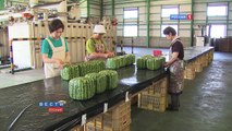 Japanese grows Square watermelons. How?