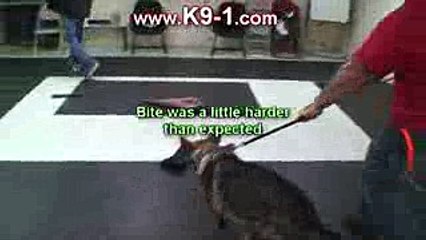 Nora - Female German Shepherd Hidden Sleeve Test (K9-1.com)