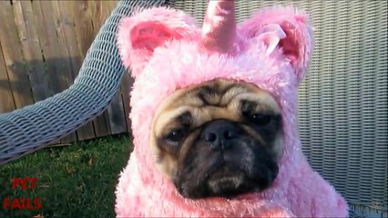 Animals Hate Costumes COMPILATION 2013