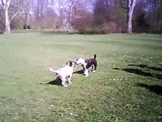 kangal & pitbull wiesbaden 2