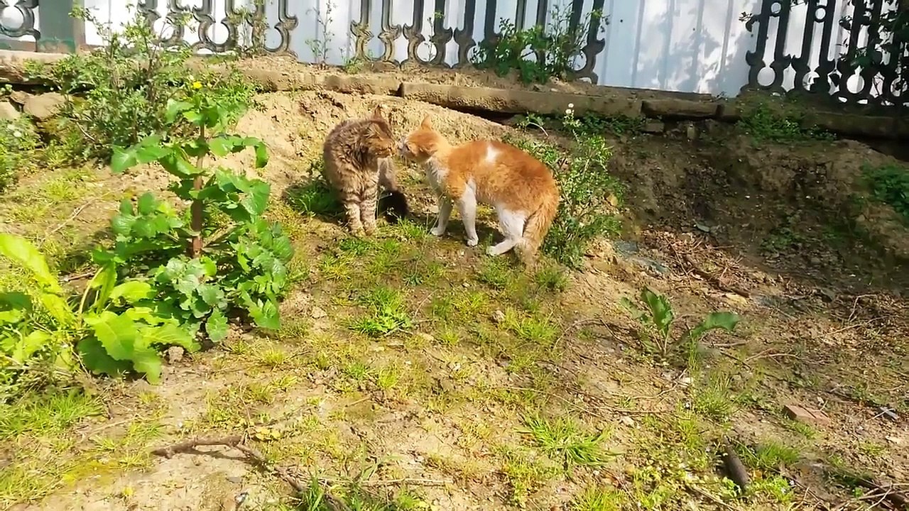 funny cats  2016 HD
