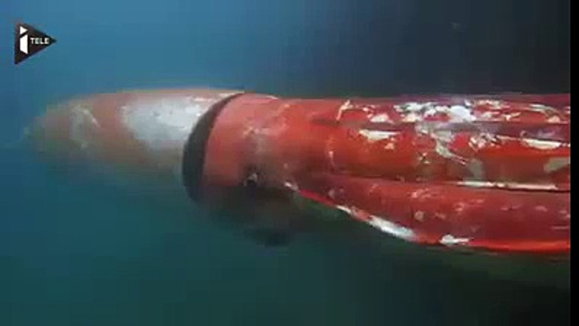 ⁣big Octopus 4 metro