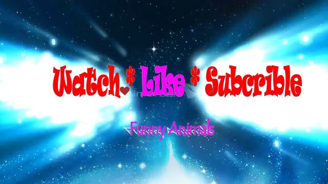 Funny videos People fail [Dog and Cat Dancing Fails] Funny Animals videos