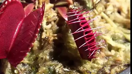 دنیا میں طرح طرح کے پودے ہیں، صبحان اللہ