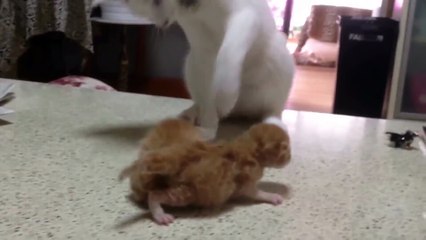 새끼고양이를 처음 본 고양이 Cat meets kitten