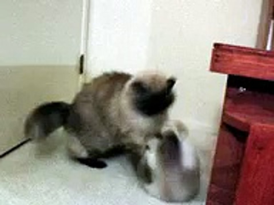 Cat meets kitten, kitten kicks butt