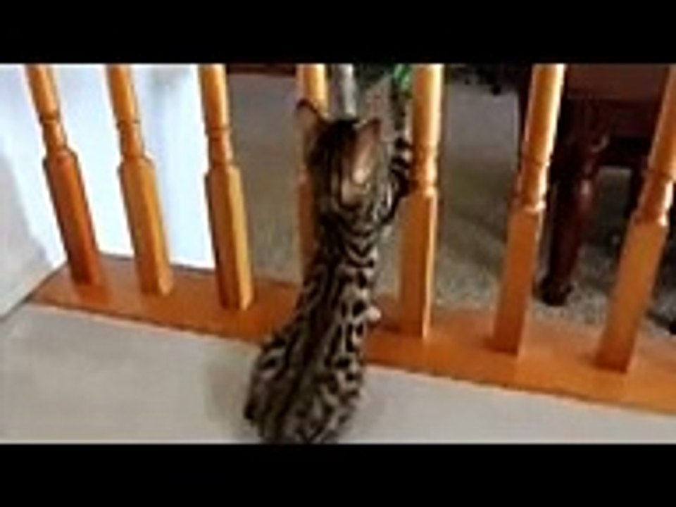Bengal Kitten -  look at me!