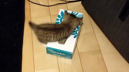 衝撃... 子猫の下に何が！？ Surprised! Something is under the kitten!!