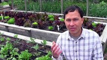 What are the Best Organic Fertilizers & More Gardening Q&A