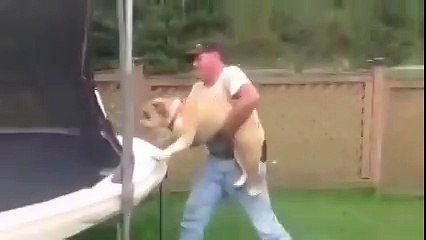 Бульдог и батут