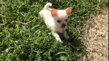 Un chihuahua et une chèvre jouent ensemble