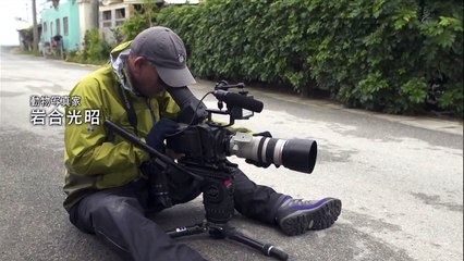 Бездомный котенок решил подружиться с фотографом дикой природы, используя неотразимо милые трюки