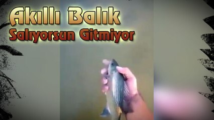 Akıllı Balık, Salıyorsun Gitmiyor