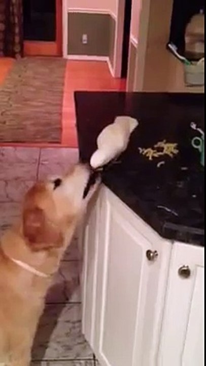 Un perroquet nourrit un chien... Sympa l'oiseau