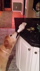 Un perroquet nourrit un chien... Sympa l'oiseau