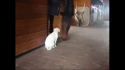 Amitié improbalble entre un cheval et un jeunechien