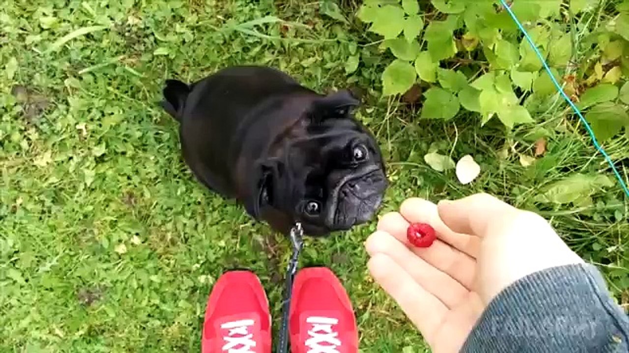 Ultimate Funny Dogs Compilation by FailArmy