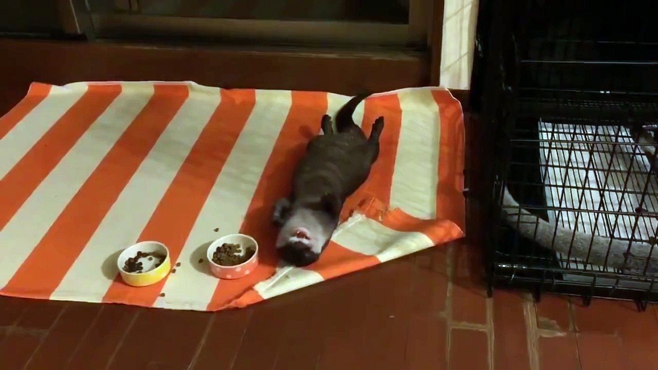 Lazy otter