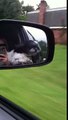 Dogs face blowing in the wind