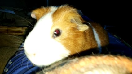 Овчарик и морской свин